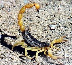 scorpion Urdu Meaning