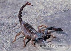 scorpion Urdu Meaning