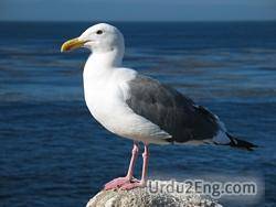 seagull Urdu Meaning
