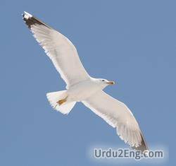 seagull Urdu Meaning