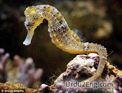 seahorse Urdu Meaning