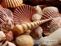 seashell Urdu Meaning
