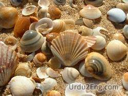 seashell Urdu Meaning