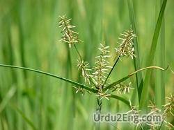 sedge Urdu Meaning