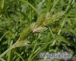 sedge Urdu Meaning