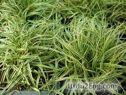 sedge Urdu Meaning