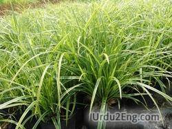 sedge Urdu Meaning