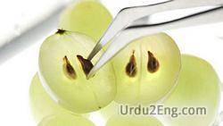 seed Urdu Meaning