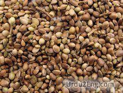 seed Urdu Meaning