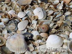 shell Urdu Meaning