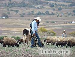 shepherd Urdu Meaning