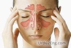 sinus Urdu Meaning