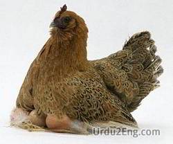 sitter Urdu Meaning