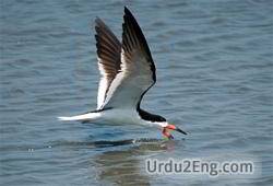 skimmer Urdu Meaning