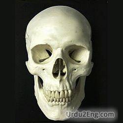 skull Urdu Meaning