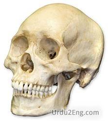 skull Urdu Meaning