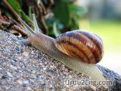 snail Urdu Meaning