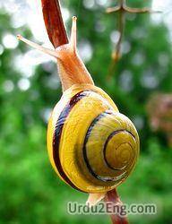 snail Urdu Meaning