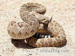 snake Urdu Meaning