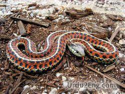 snake Urdu Meaning