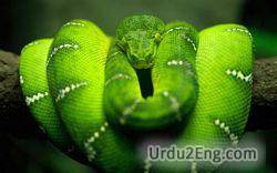 snake Urdu Meaning