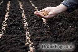 sown Urdu Meaning