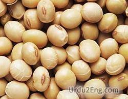 soybean Urdu Meaning