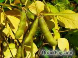 soybean Urdu Meaning