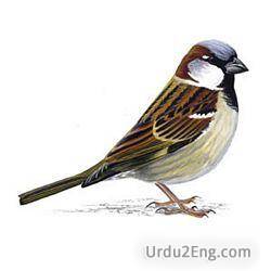 sparrow Urdu Meaning