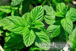 spearmint Urdu Meaning