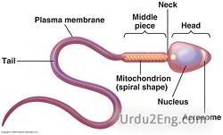 sperm Urdu Meaning