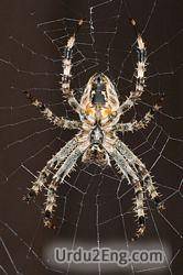 spider Urdu Meaning