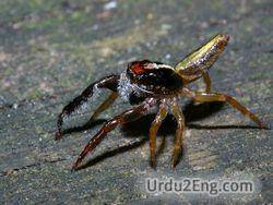 spider Urdu Meaning