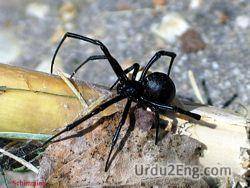 spider Urdu Meaning