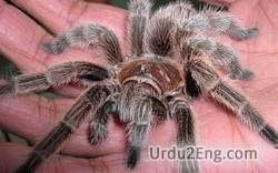 spider Urdu Meaning