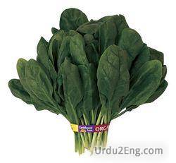 spinach Urdu Meaning