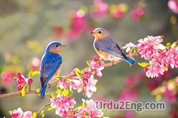 spring Urdu Meaning