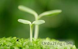 sprout Urdu Meaning
