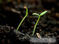 sprout Urdu Meaning