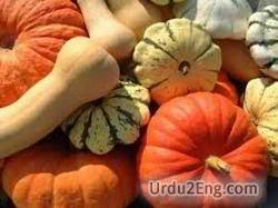 squash Urdu Meaning