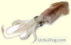squid Urdu Meaning