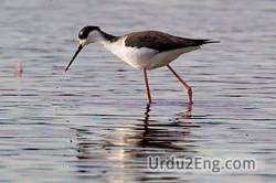 stilt Urdu Meaning