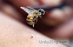 sting Urdu Meaning