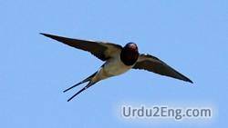 swallow Urdu Meaning