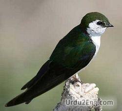 swallow Urdu Meaning