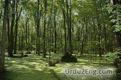swamp Urdu Meaning