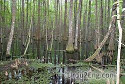 swamp Urdu Meaning