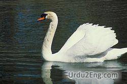 swan Urdu Meaning