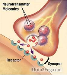 synapse Urdu Meaning