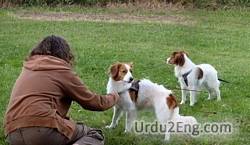 tame Urdu Meaning
